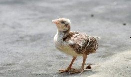 娱乐吃瓜小八哥是谁,网络红人的崛起之路