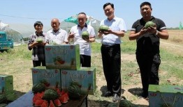 吃瓜娱乐赵小瞒小猫,吃瓜娱乐界的甜蜜萌宠