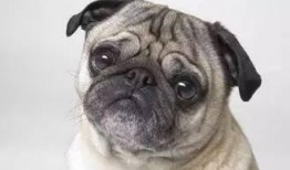 娱乐吃瓜小八哥是谁,网络红人的崛起之路