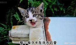 好奇害死猫无在线观看,无在线观看背后的故事