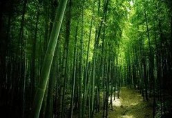 枫叶之路爆料视频最新,揭秘神秘旅程背后的精彩故事