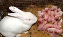 娱乐吃瓜酱兔子视频,揭秘娱乐圈幕后故事