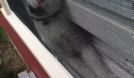 好奇害死猫无在线观看,无在线观看背后的故事